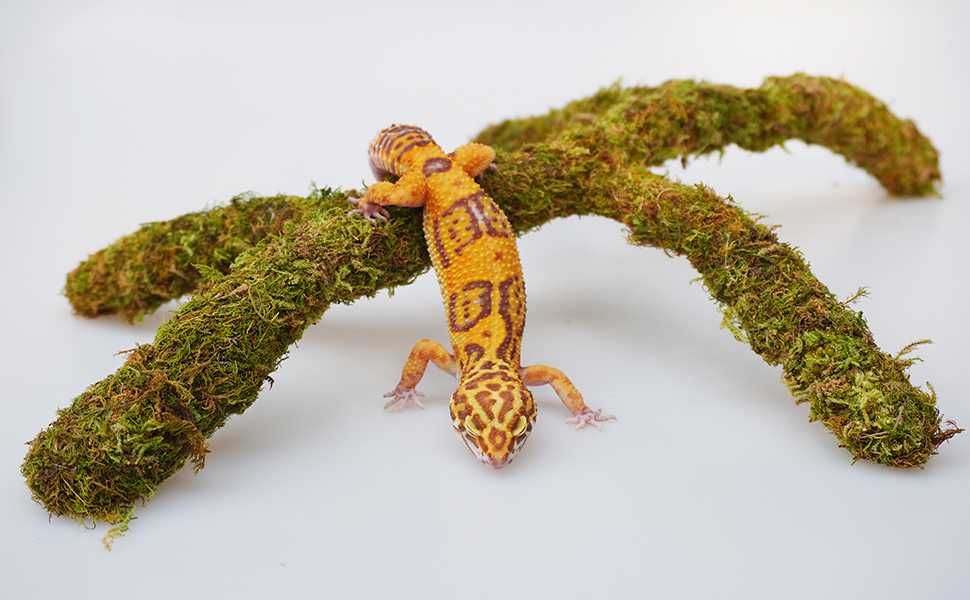 Leopard Gecko Tank Accessories