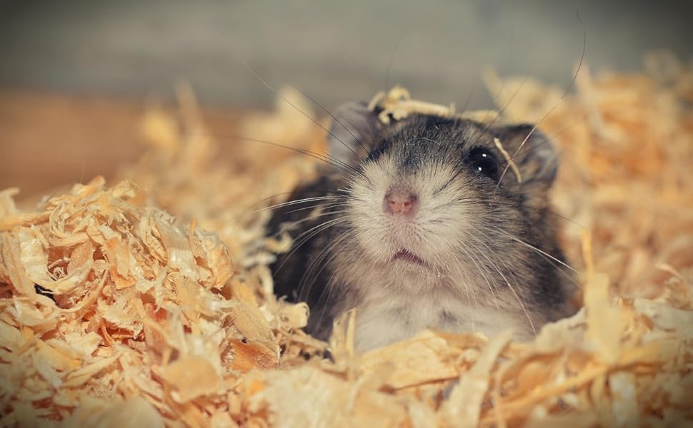 Kleiner Hamster späht durch helles Holzspänebett, mit sichtbarem grauem und weißem Fell und einer rosa Nase im Fokus.