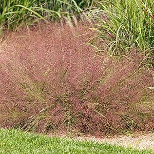 Outsidepride 500 Seeds Perennial Eragrostis Spectabilis Ornamental Love  Grass Seed for Planting