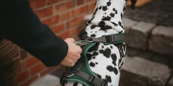 Dalmatiner Hundegurt mit Griff auf dem Geschirr