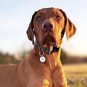 Hund mit individueller Gravur der Fellsocke am Halsband