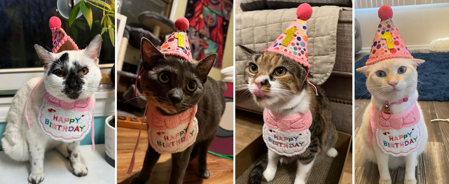 Cat Birthday