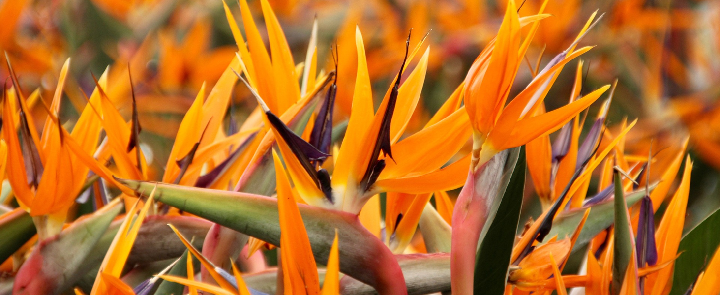 Organic Bird of Paradise Potting Soil Mix 1qt, Ideal for