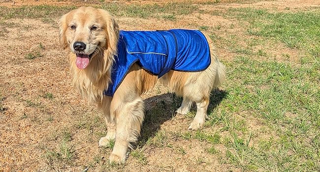 Dog cooling ice vest for hot weather