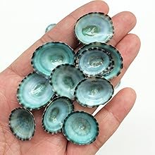 貝殻 Amazon | 【貝殻の問屋さん】貝細工-ねずみ-(約3.0～4.5cm/5個