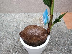 Amazon｜ITANSE ココヤシ 6号 1個売り【品種で選べる観葉