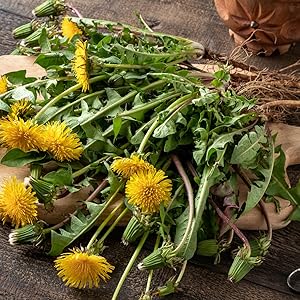 Dandelion
