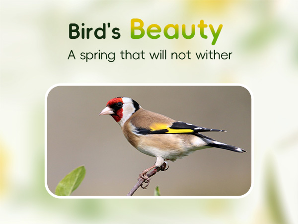 Amazon.com : Hibird 4K HD Smart Bird Feeder with Camera, 2.4