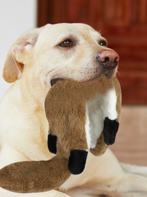 cute dogie