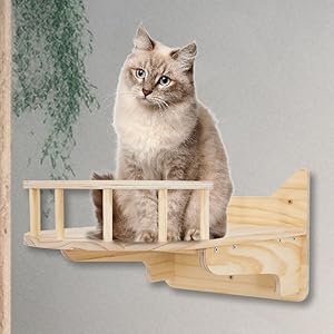 cat-shelf