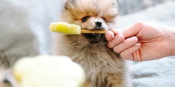 Stampo per ghiaccio per cani