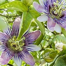 Passionsblume in der Natur- blühende Pflanze