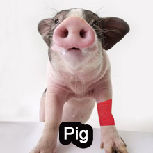 pig vet wrap for pets