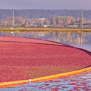 Photo of cranberries being harvested in their bog