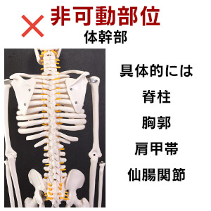 Amazon.co.jp: 【理学療法士×整体師W監修】 人体模型 1/2 全身