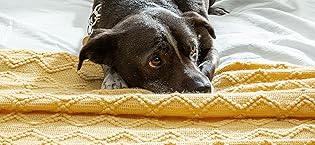 blanket