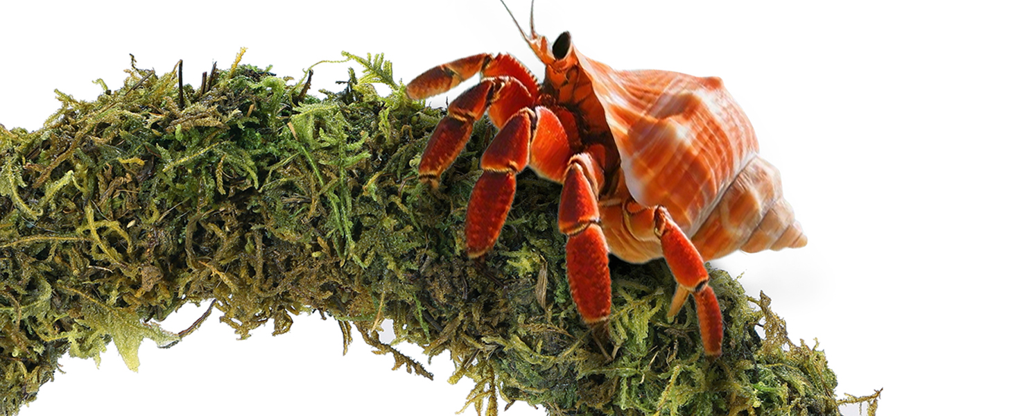 hermit crab climbing toys