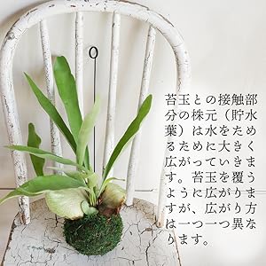 トフスラン専用　ビカクシダ 楽天市場】コウモリラン（ビカクシダ） セメント シリンダー型