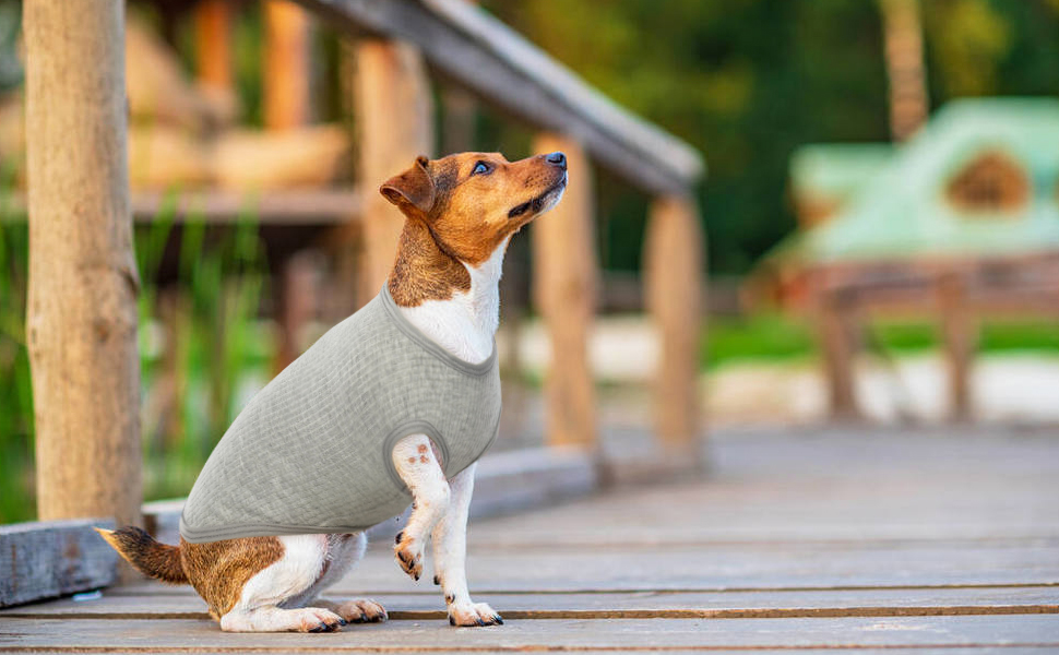 chihuahua kleidung