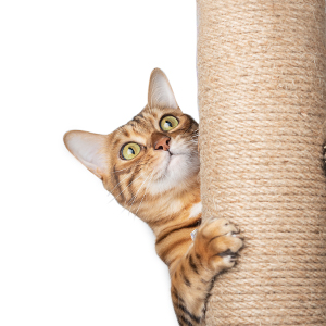 floor to ceiling cat tree