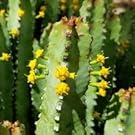 La Plante d'Euphorbe