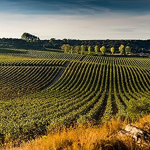 Viñedo Raimat