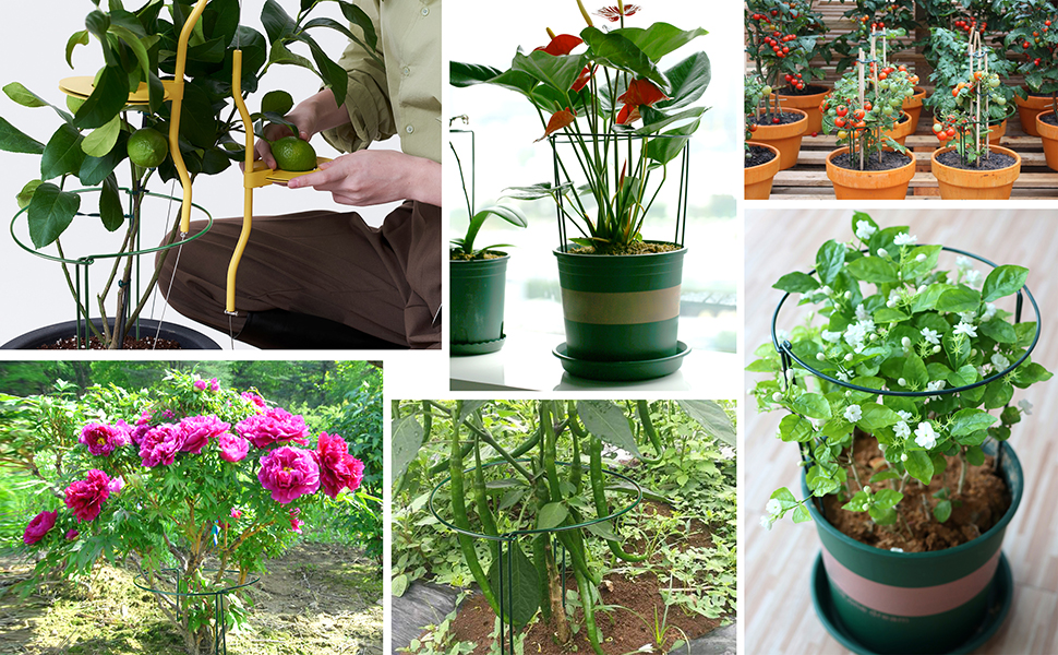 Multipurpose Plant Support