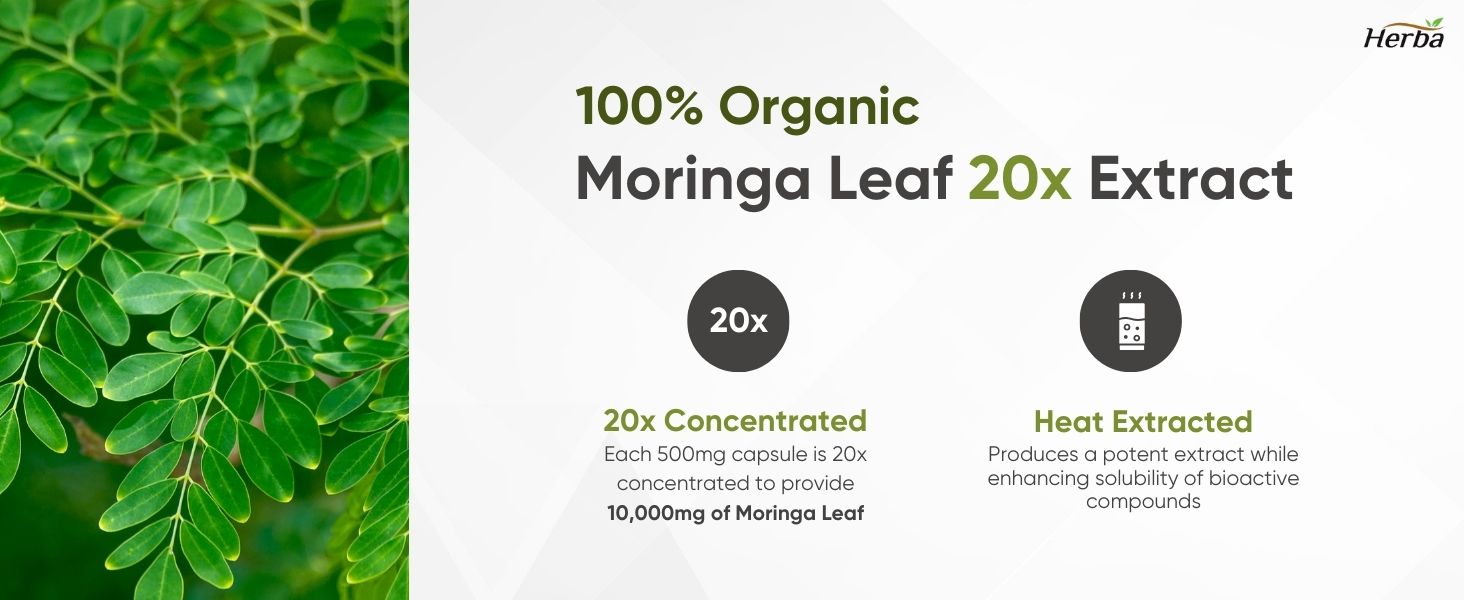 Moringa leaf main