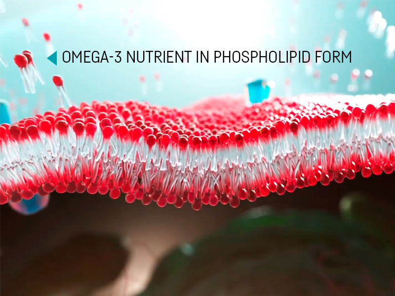 Phospholipids are part of every cell. Omega-3s bound to phospholipids are better absorbed 