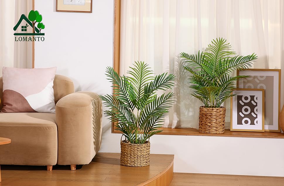 Majesty Palm