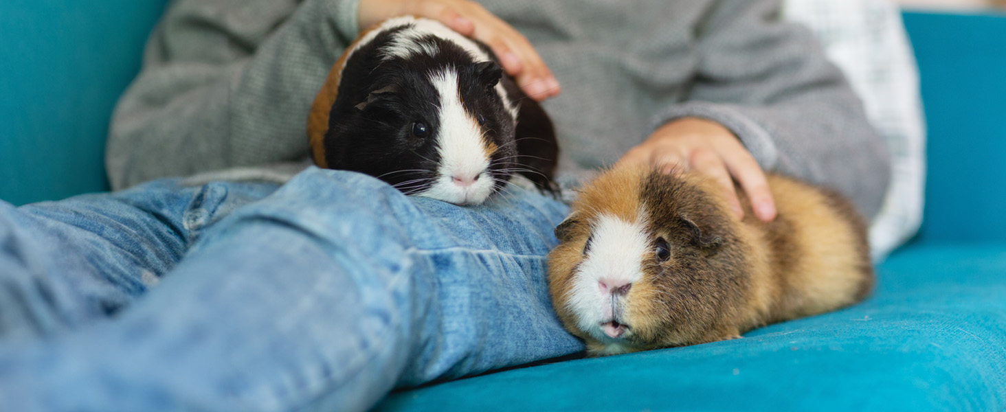 Adult guinea pig food, high fiber, Timothy hay, vitamin C, balanced diet, digestive health