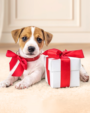 Dog Hair Clippers, Low Noise Professional Dog Clippers, Pet Grooming Clippers Waterproof Whole Body Washable Cordless Rechargeable 14