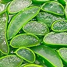 aloe3