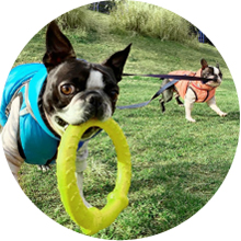 Dog Flying Ring disc Dog Toy, Outdoor Fitness Flying Discs for Water Floating