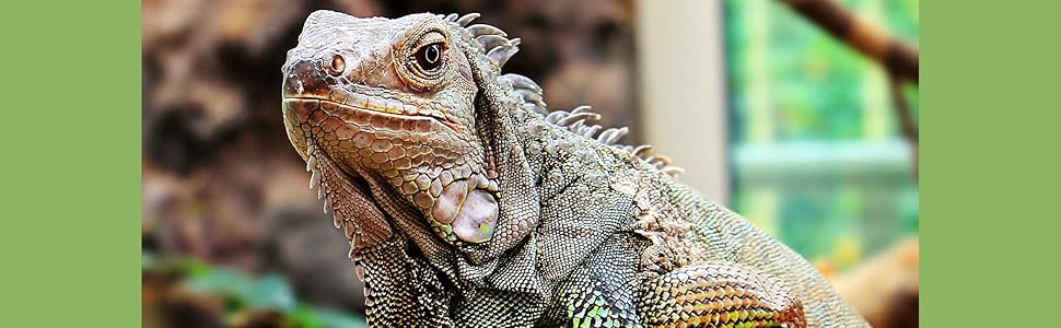 Iguana in his vivarium