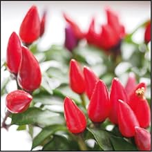 CAPSICO (Capsicum Annuum Fruchtextrakt)