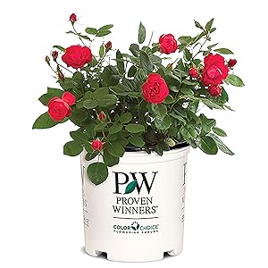 Amazon.com : 2 Gallon Proven Winners Rose OSO Easy Double