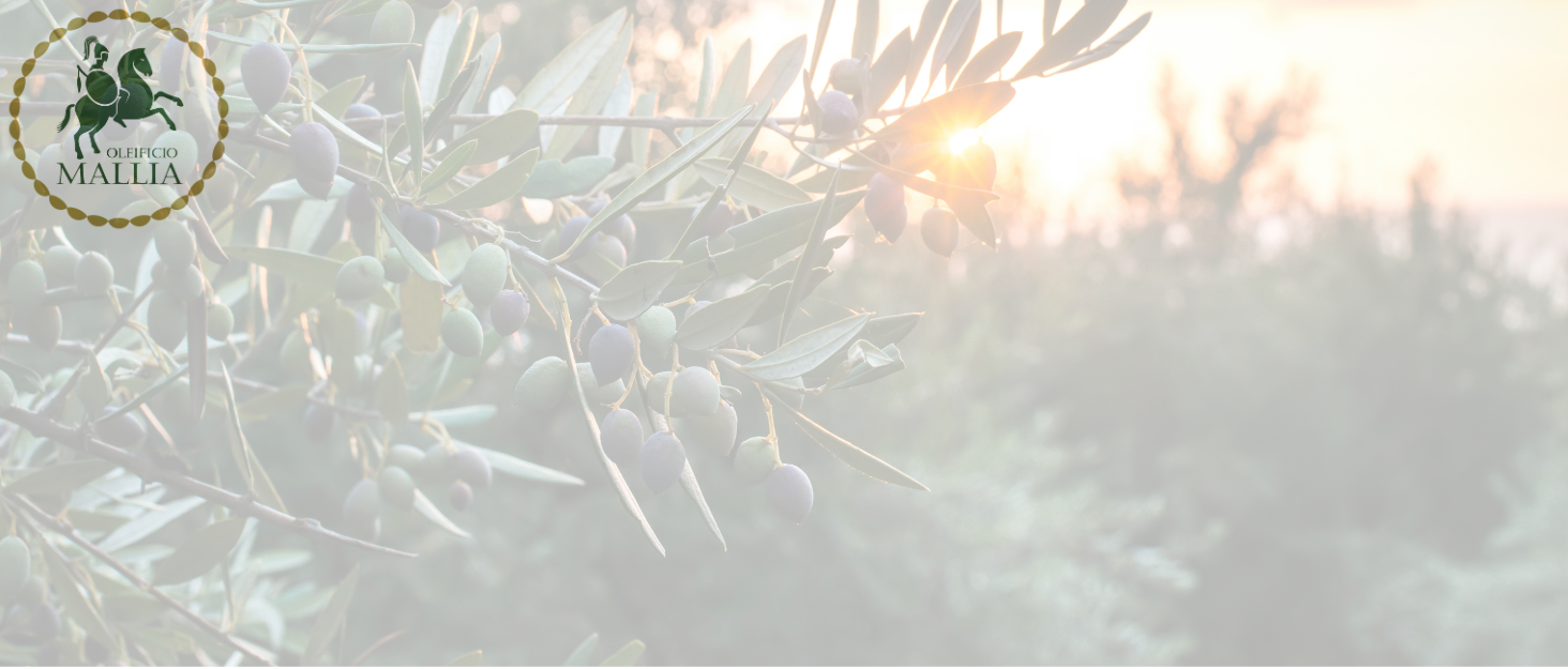 olio olio extravergine di oliva italiano olive olio di oliva olio extravergine di oliva 5 litri