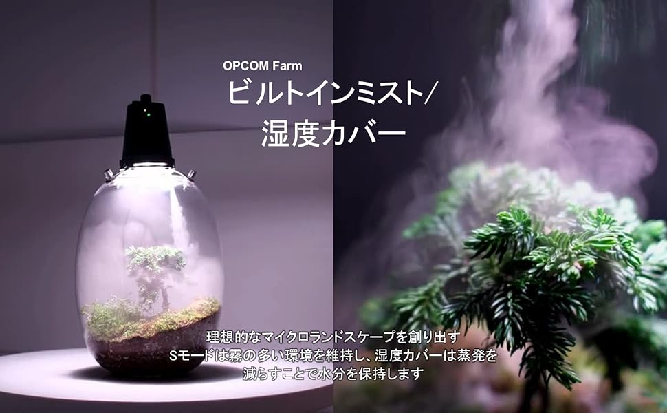 Amazon | テラリウム ヒーリングフォーレスト マイクログリーン