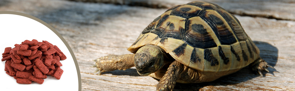 mozaic tortoise banner with food