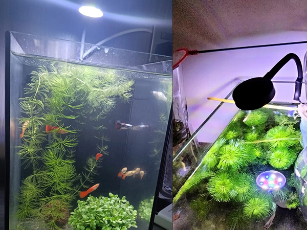 Amazon.co.jp: DARETOTRY 水槽 ライト 小型 アクアリウムライト