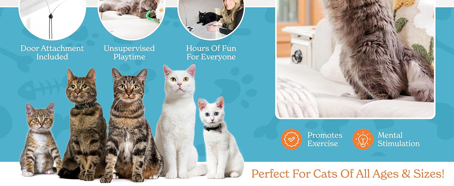 cat toy