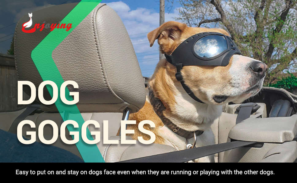 dog goggles