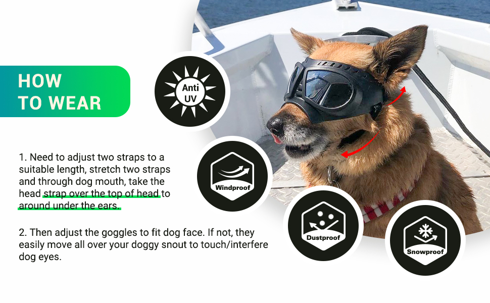 dog sunglasses