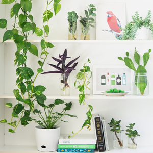 Enredaderas Artificiales