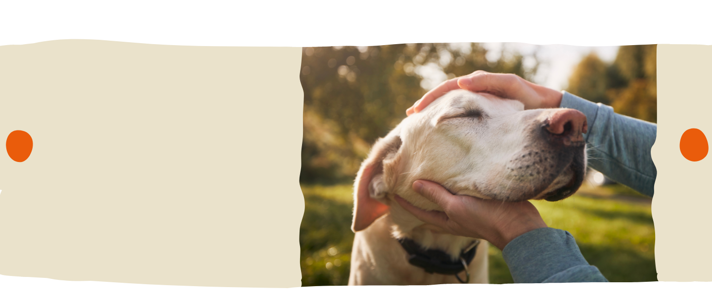 nimo Hunde Pflegestift