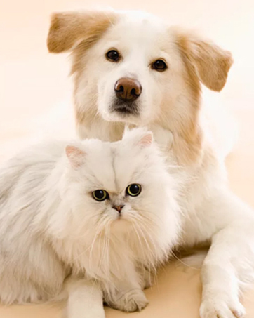 Dog Crate Kennel Pad