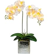HOMESEASONS Orchid Lamp-LED Lighted Orchid Arrangements,Pre Lit Artificial Orchid,Light Up Flower...