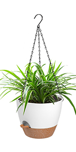 hanging planter