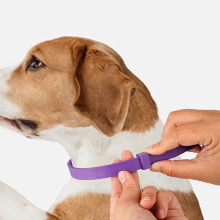 Trail Tail Dog Calming Collar